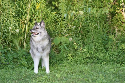 https://images.dog.ceo/breeds/elkhound-norwegian/n02091467_3071.jpg