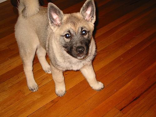 https://images.dog.ceo/breeds/elkhound-norwegian/n02091467_3104.jpg