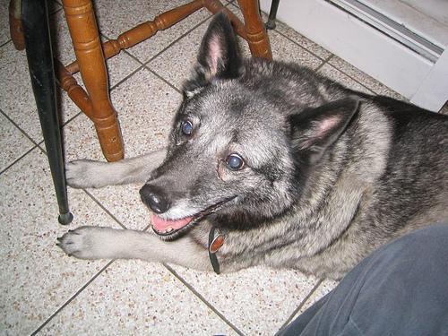 https://images.dog.ceo/breeds/elkhound-norwegian/n02091467_3126.jpg