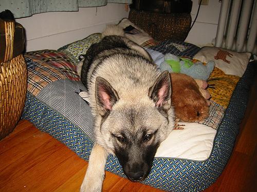 https://images.dog.ceo/breeds/elkhound-norwegian/n02091467_3135.jpg