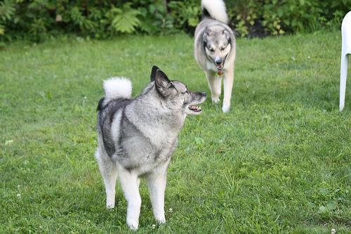 https://images.dog.ceo/breeds/elkhound-norwegian/n02091467_3160.jpg