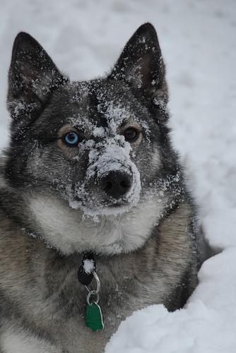 https://images.dog.ceo/breeds/elkhound-norwegian/n02091467_3205.jpg