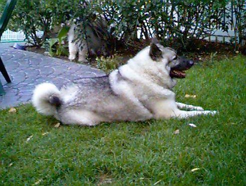 https://images.dog.ceo/breeds/elkhound-norwegian/n02091467_3285.jpg