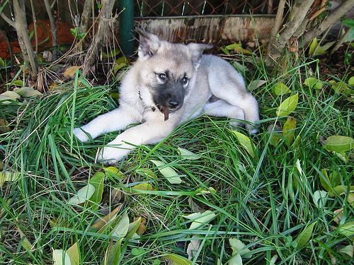 https://images.dog.ceo/breeds/elkhound-norwegian/n02091467_332.jpg