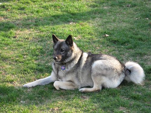 https://images.dog.ceo/breeds/elkhound-norwegian/n02091467_3380.jpg