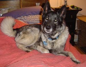 https://images.dog.ceo/breeds/elkhound-norwegian/n02091467_3389.jpg