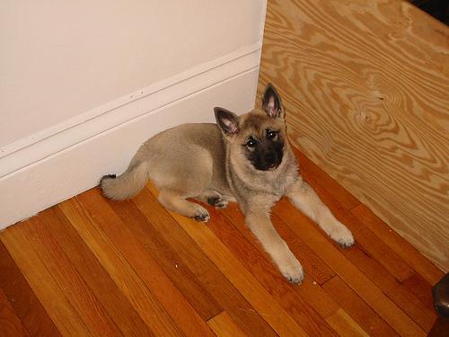 https://images.dog.ceo/breeds/elkhound-norwegian/n02091467_3403.jpg