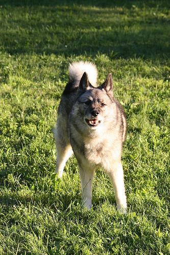 https://images.dog.ceo/breeds/elkhound-norwegian/n02091467_3469.jpg