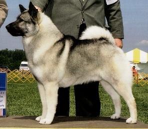 https://images.dog.ceo/breeds/elkhound-norwegian/n02091467_3474.jpg