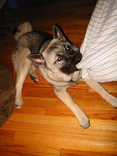 https://images.dog.ceo/breeds/elkhound-norwegian/n02091467_3503.jpg