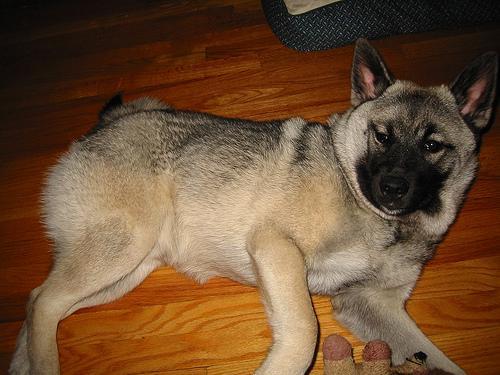 https://images.dog.ceo/breeds/elkhound-norwegian/n02091467_3547.jpg