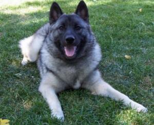 https://images.dog.ceo/breeds/elkhound-norwegian/n02091467_3589.jpg