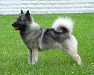 https://images.dog.ceo/breeds/elkhound-norwegian/n02091467_3705.jpg