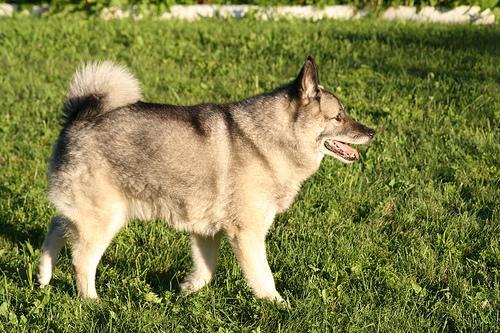 https://images.dog.ceo/breeds/elkhound-norwegian/n02091467_3727.jpg