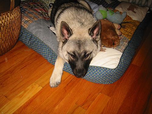 https://images.dog.ceo/breeds/elkhound-norwegian/n02091467_3767.jpg