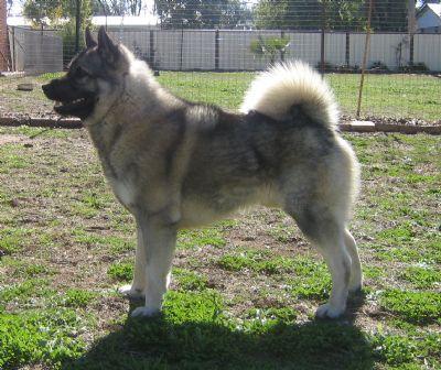 https://images.dog.ceo/breeds/elkhound-norwegian/n02091467_3849.jpg