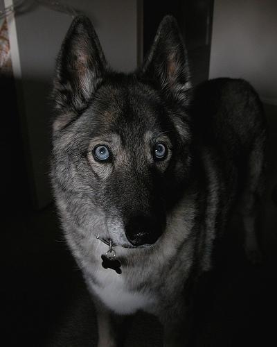 https://images.dog.ceo/breeds/elkhound-norwegian/n02091467_3852.jpg