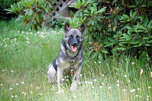 https://images.dog.ceo/breeds/elkhound-norwegian/n02091467_3862.jpg