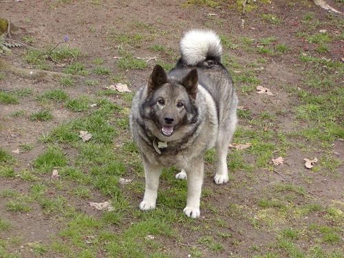 https://images.dog.ceo/breeds/elkhound-norwegian/n02091467_3880.jpg