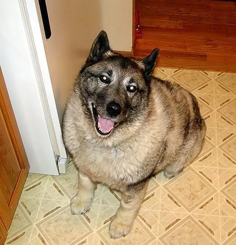 https://images.dog.ceo/breeds/elkhound-norwegian/n02091467_3942.jpg