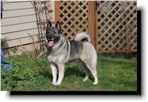 https://images.dog.ceo/breeds/elkhound-norwegian/n02091467_402.jpg