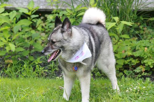 https://images.dog.ceo/breeds/elkhound-norwegian/n02091467_4024.jpg