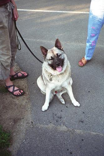 https://images.dog.ceo/breeds/elkhound-norwegian/n02091467_4110.jpg