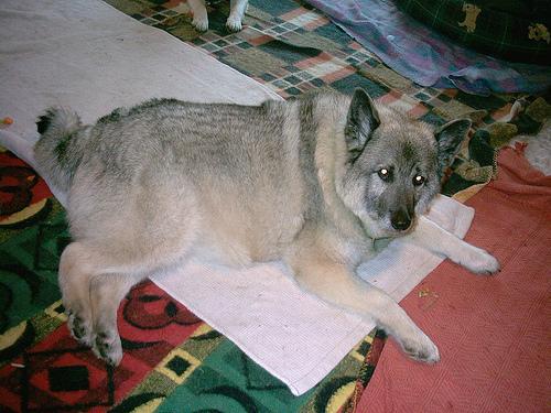 https://images.dog.ceo/breeds/elkhound-norwegian/n02091467_4362.jpg