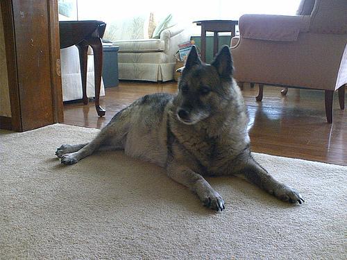 https://images.dog.ceo/breeds/elkhound-norwegian/n02091467_4381.jpg