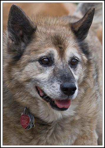 https://images.dog.ceo/breeds/elkhound-norwegian/n02091467_4406.jpg