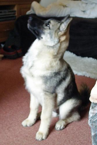 https://images.dog.ceo/breeds/elkhound-norwegian/n02091467_4411.jpg