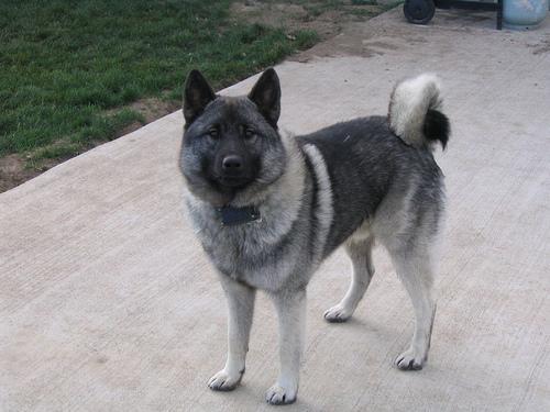 https://images.dog.ceo/breeds/elkhound-norwegian/n02091467_442.jpg