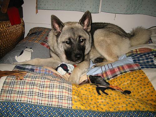 https://images.dog.ceo/breeds/elkhound-norwegian/n02091467_4421.jpg