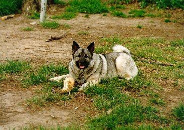 https://images.dog.ceo/breeds/elkhound-norwegian/n02091467_4426.jpg