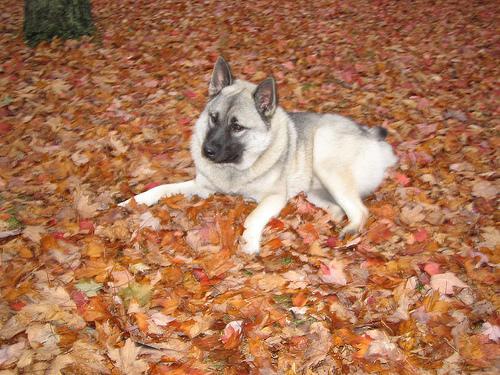 https://images.dog.ceo/breeds/elkhound-norwegian/n02091467_4436.jpg