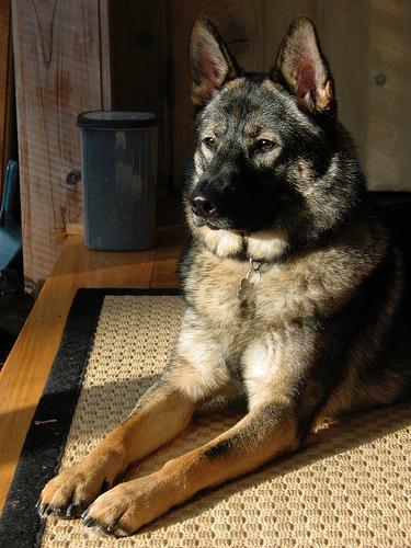 https://images.dog.ceo/breeds/elkhound-norwegian/n02091467_4489.jpg