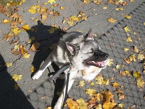 https://images.dog.ceo/breeds/elkhound-norwegian/n02091467_4491.jpg