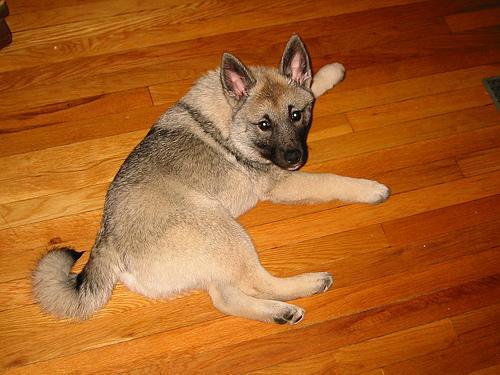 https://images.dog.ceo/breeds/elkhound-norwegian/n02091467_4544.jpg