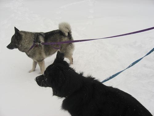 https://images.dog.ceo/breeds/elkhound-norwegian/n02091467_4558.jpg