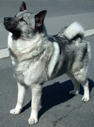 https://images.dog.ceo/breeds/elkhound-norwegian/n02091467_4636.jpg