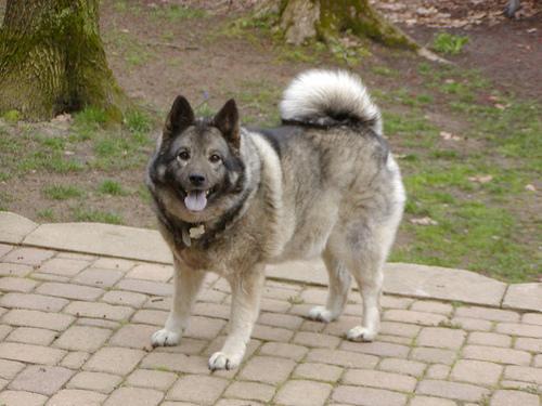 https://images.dog.ceo/breeds/elkhound-norwegian/n02091467_4761.jpg