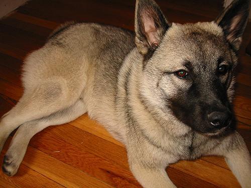 https://images.dog.ceo/breeds/elkhound-norwegian/n02091467_481.jpg