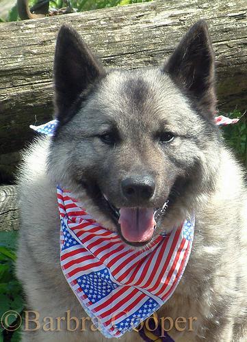 https://images.dog.ceo/breeds/elkhound-norwegian/n02091467_4842.jpg