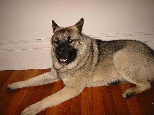 https://images.dog.ceo/breeds/elkhound-norwegian/n02091467_488.jpg