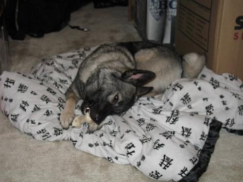 https://images.dog.ceo/breeds/elkhound-norwegian/n02091467_4903.jpg