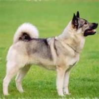 https://images.dog.ceo/breeds/elkhound-norwegian/n02091467_4906.jpg