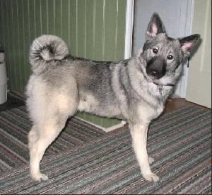 https://images.dog.ceo/breeds/elkhound-norwegian/n02091467_4951.jpg