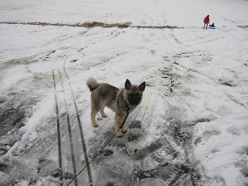 https://images.dog.ceo/breeds/elkhound-norwegian/n02091467_5002.jpg