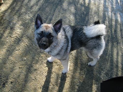 https://images.dog.ceo/breeds/elkhound-norwegian/n02091467_5003.jpg