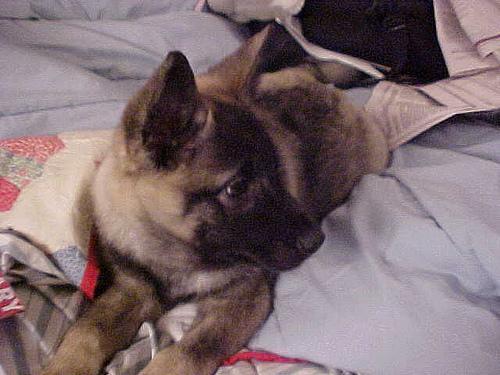 https://images.dog.ceo/breeds/elkhound-norwegian/n02091467_5019.jpg